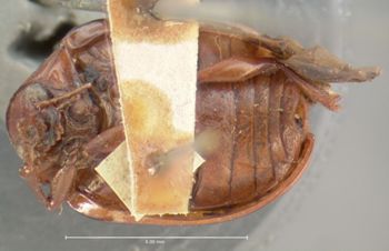 Media type: image; Entomology 17306   Aspect: habitus ventral view